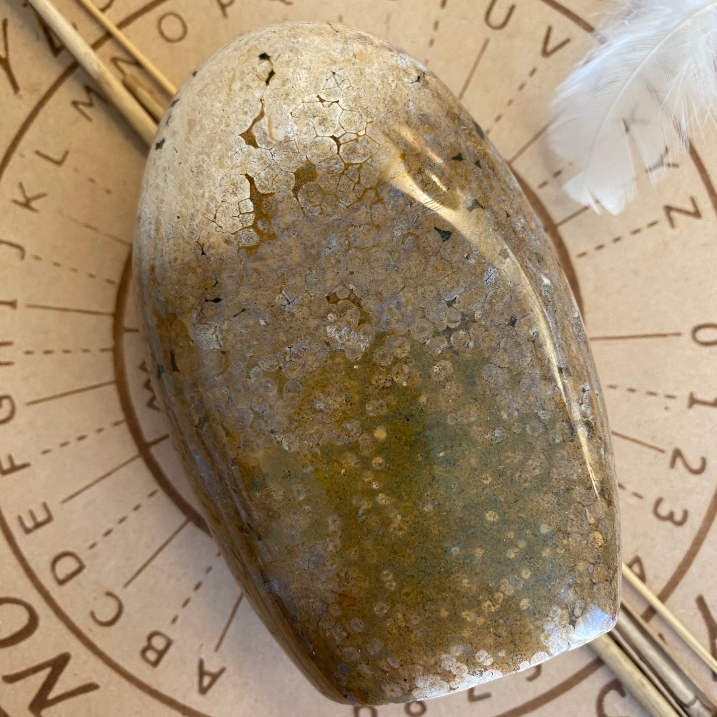 Valtamerijaspis 351g ALE -40%