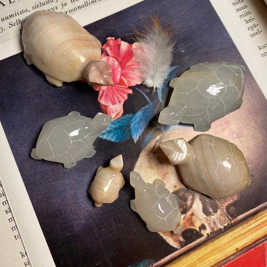 Kalsiitti kilpikonnasetti 6kpl