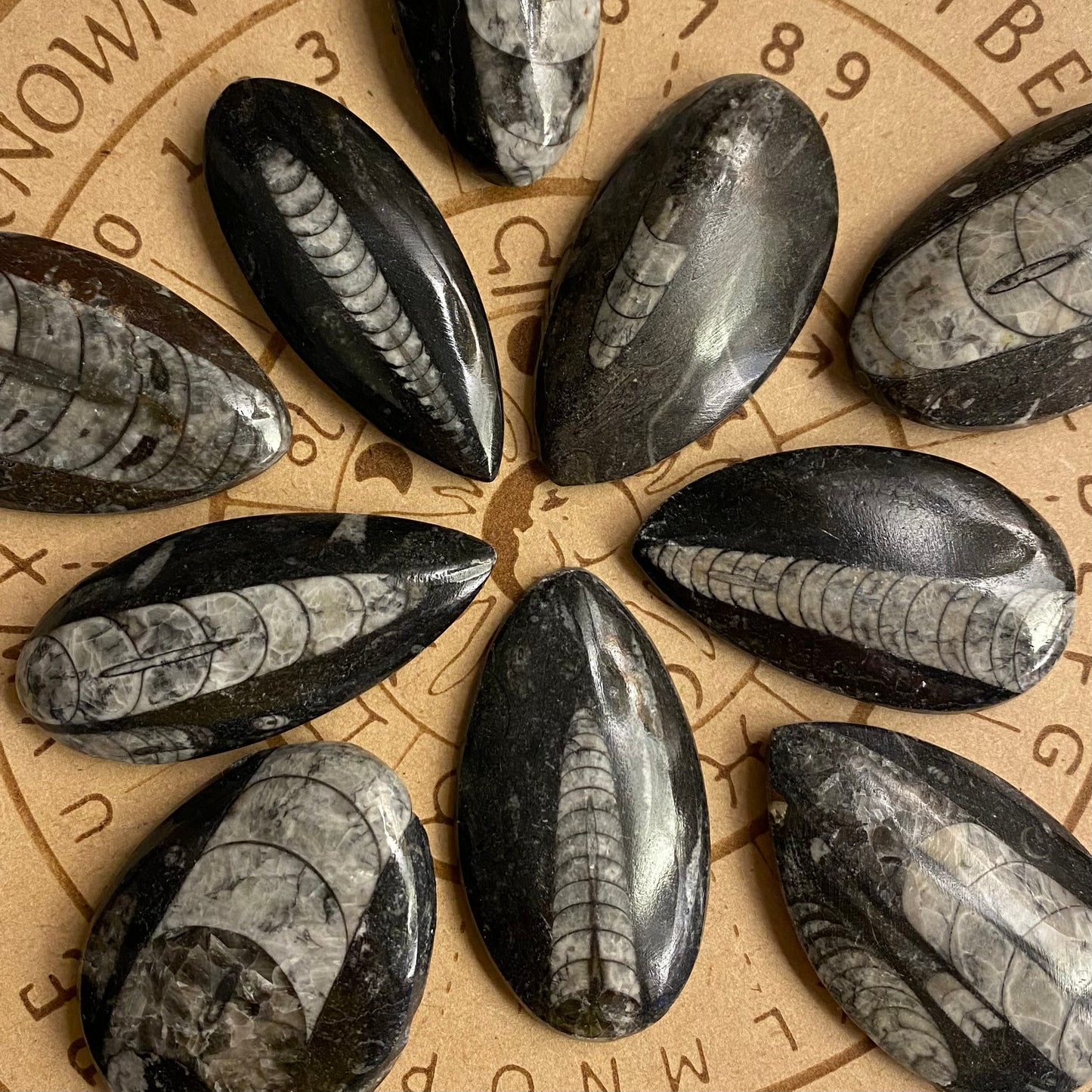 Orthoceras fossiili 5cm ALE -40%