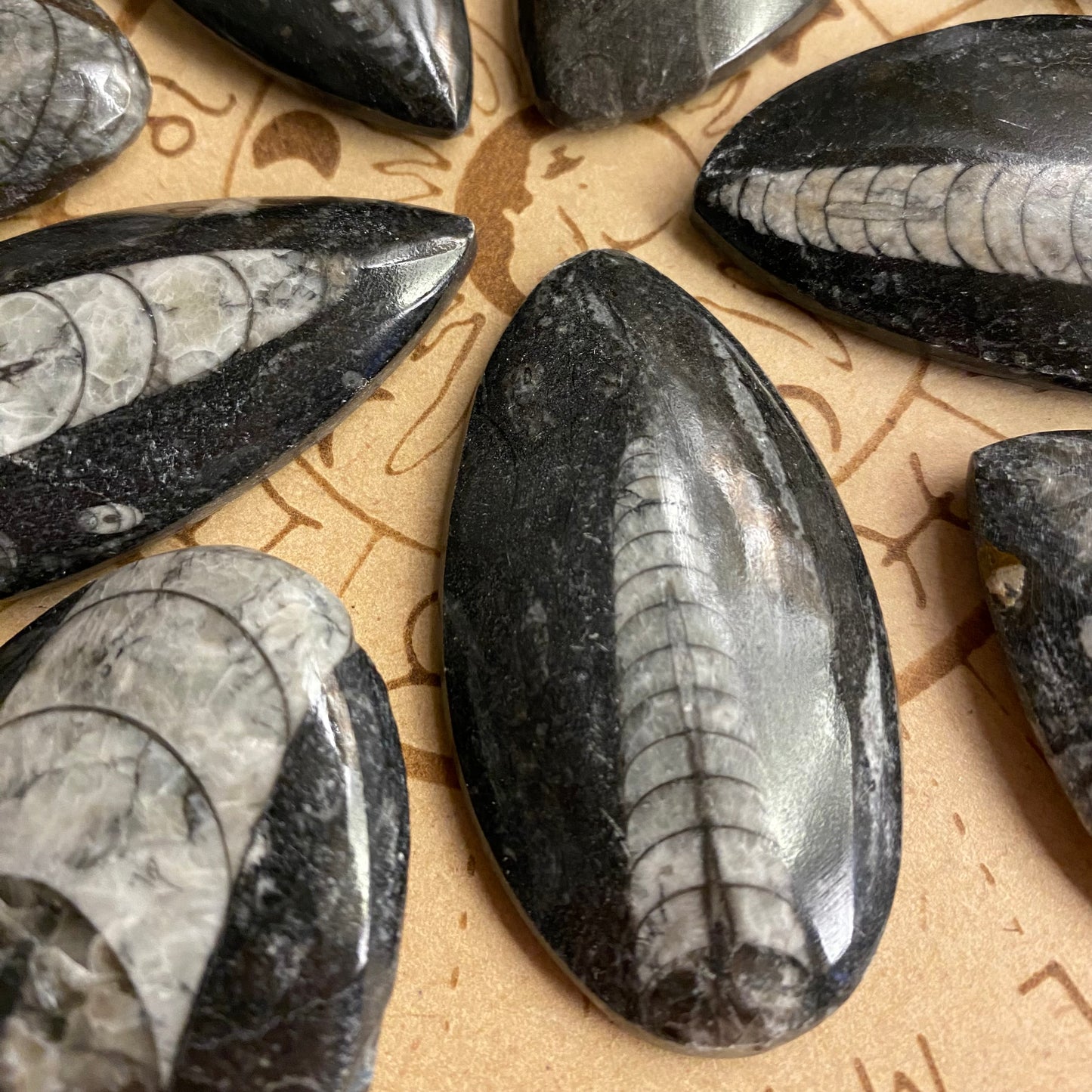 Orthoceras fossiili 5cm ALE -40%