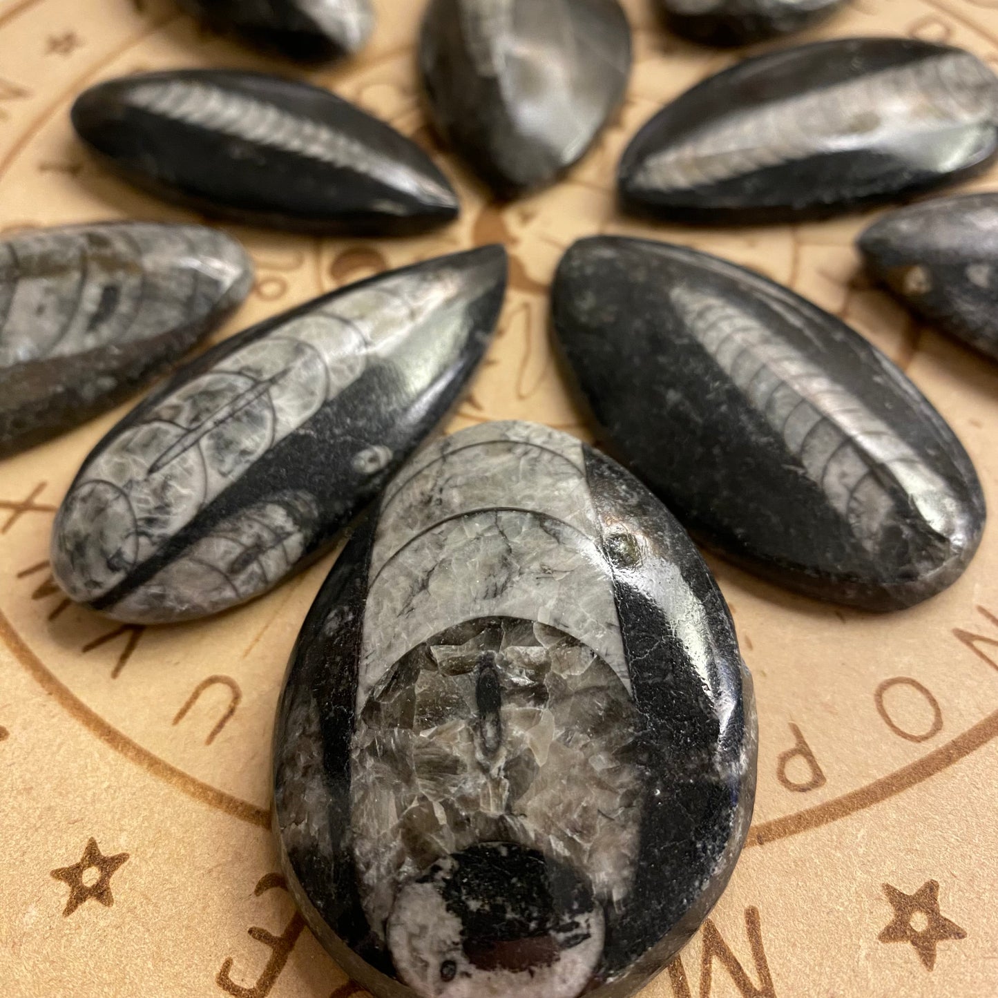 Orthoceras fossiili 5cm ALE -40%